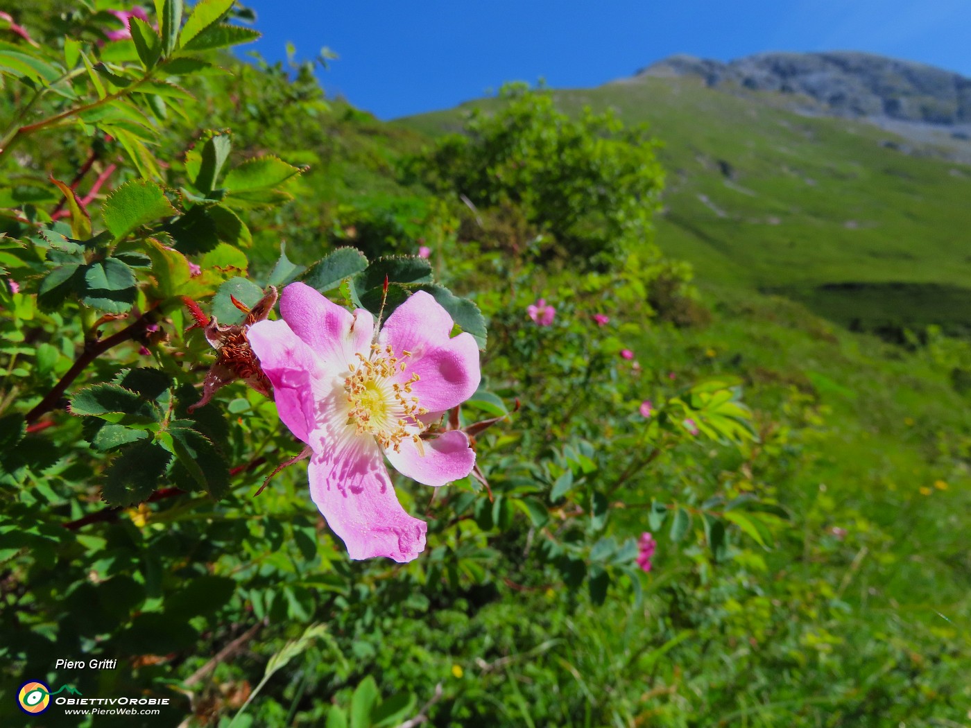 14 Rosa canina con Arera.JPG